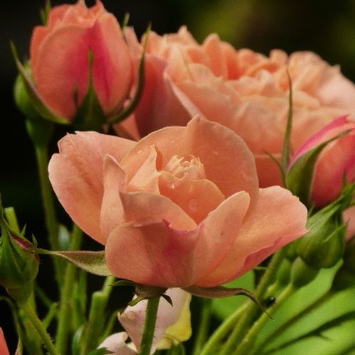 Brzoskwiniowo-pomarańczowy - Róże pienne - z kwiatami bukietowymi - korona krzaczasta
